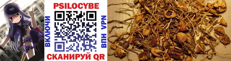 shop телеграм  Новочебоксарск  Псилоцибиновые грибы Psilocybine cubensis 